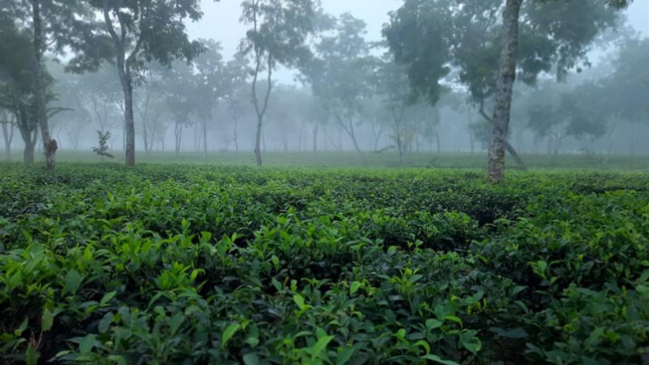 দেশের সর্বনিম্ন তাপমাত্রা শ্রীমঙ্গলে