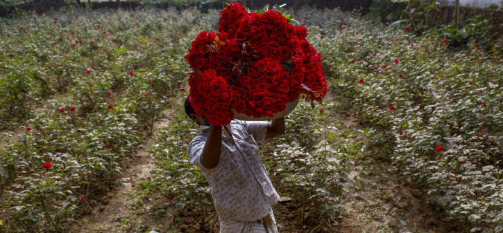 গোলাপ গ্রামে