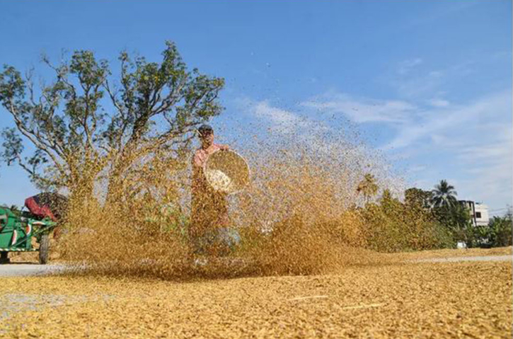 ধান মাড়াইয়ে ব্যস্ত কৃষক