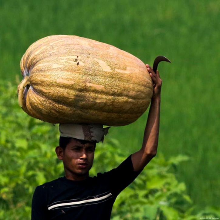 ‍মিষ্টি কুমড়া