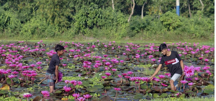 লাল শাপলার ফুল